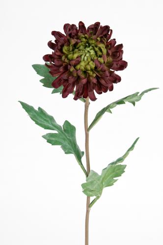 Chrysanthemum - Rd - 60 cm - www.frokenfraken.se