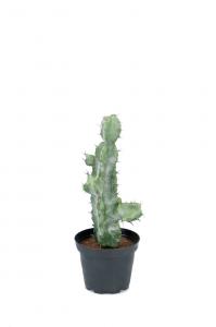 Kaktus - Grön - 23 cm - www.frokenfraken.se