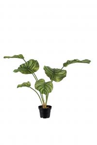 Calathea - Grön - 55 cm - www.frokenfraken.se