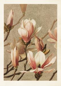 Poster - Vintage - Magnolia - 50 x 70 cm - www.frokenfraken.se