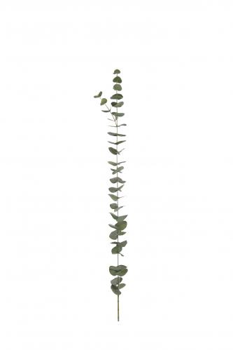 Eucalyptus - Grn - 120 cm - www.frokenfraken.se