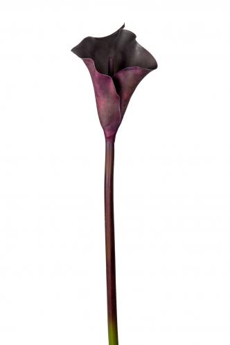 Calla - Svart - 80 cm - www.frokenfraken.se