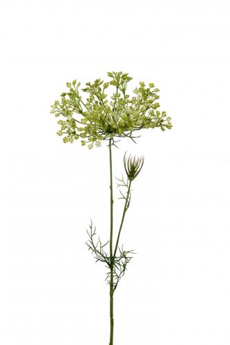 Allium - Grn - 70 cm - www.frokenfraken.se