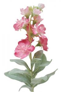 Lövkoja - Rosa - 38 cm - www.frokenfraken.se