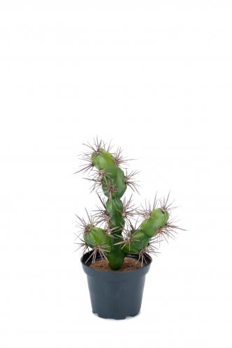 Kaktus - Grn - 20 cm - www.frokenfraken.se