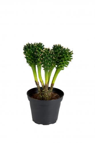 Kaktus - Grn - 16 cm - www.frokenfraken.se