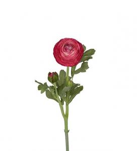 Ranuncel - Cerise - 50 cm - www.frokenfraken.se