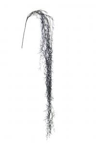 Tillandsia - Svart - www.frokenfraken.se