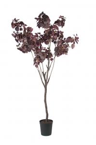 Cotinus - - 200 cm - www.frokenfraken.se