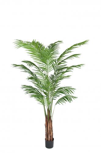 Areca Palm - - 210 cm - www.frokenfraken.se