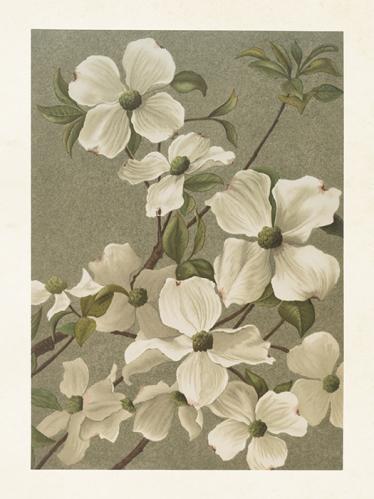Poster - Vintage - Blomsterkornell - 18 x 24 cm - www.frokenfraken.se