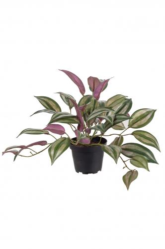 Vandrande Jude - Grön - 25 cm - www.frokenfraken.se