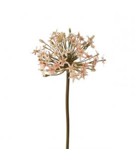 Allium - Rosa - 50 cm - www.frokenfraken.se