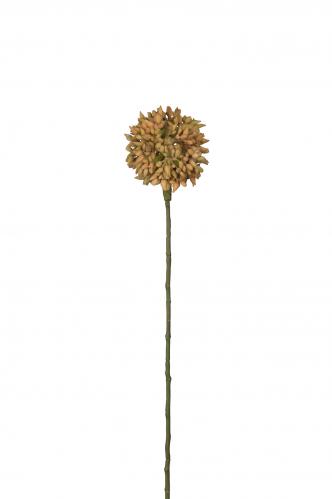Allium - Gul - 45 cm - www.frokenfraken.se