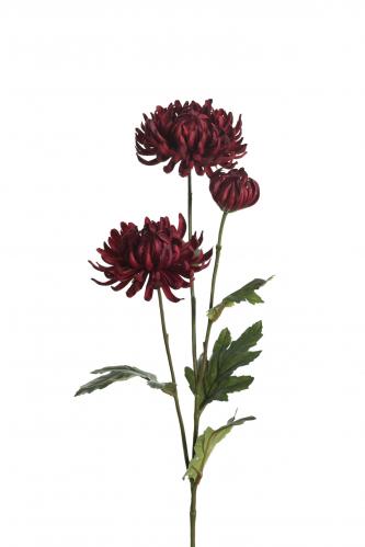 Chrysanthemum - Rd - 60 cm - www.frokenfraken.se