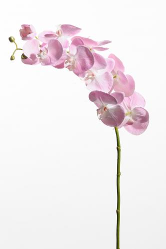Phalaenopsis - Rosa - 75 cm - www.frokenfraken.se