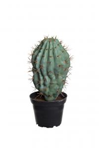 Kaktus - Grön - 18 cm - www.frokenfraken.se