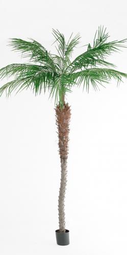 Phoenix Palm - - 240 cm - www.frokenfraken.se