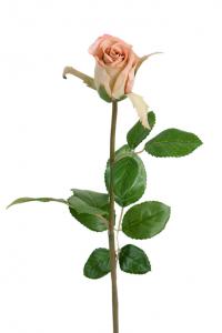 Ros - Smutsrosa sidenros - 50 cm - www.frokenfraken.se