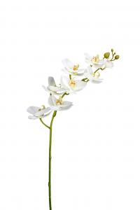 Phalaenopsis - Vit - 75 cm - www.frokenfraken.se