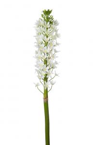 Eremurus - Vit - 105 cm - www.frokenfraken.se