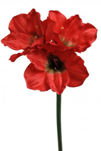 Amaryllis - www.frokenfraken.se