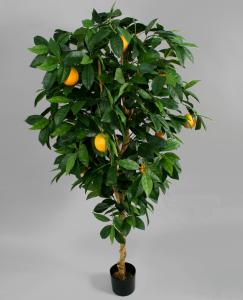 Citrusträd - 170 cm - www.frokenfraken.se