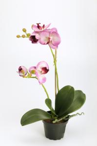 Phalaenopsis - Lila - 45 cm - www.frokenfraken.se