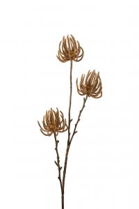 Succulent - Brun - 75 cm - www.frokenfraken.se