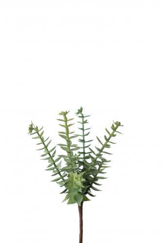Succulent - Grön - 18 cm - www.frokenfraken.se