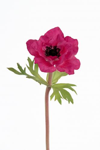 Anemone - Rosa - 32 cm - www.frokenfraken.se