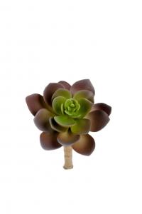 Succulent - Grön - 12 cm - www.frokenfraken.se