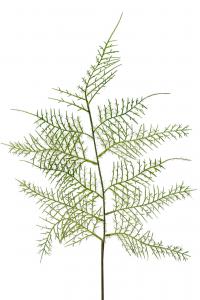Plumosus blad - Grön - 60 cm - www.frokenfraken.se