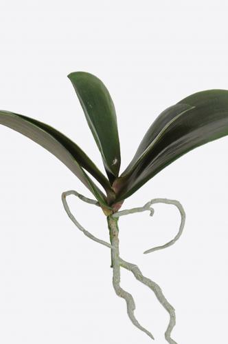 XXX_SLUT_Phalaenopsis blad - Grn - 20 cm - www.frokenfraken.se