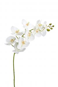 Phalaenopsis - Vit - 105 cm - www.frokenfraken.se