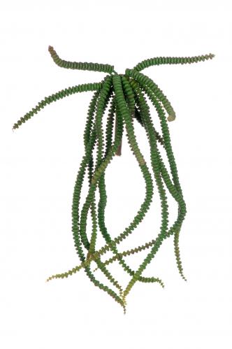 Succulent - Grn - 20cm - www.frokenfraken.se