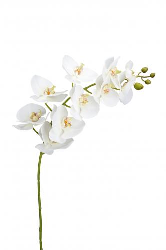 Phalaenopsis - Vit - 105 cm - www.frokenfraken.se