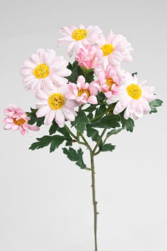 Chrysanthemum - Rosa - 45 cm - www.frokenfraken.se