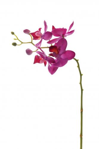 Phalaenopsis - Lila - 28 cm - www.frokenfraken.se