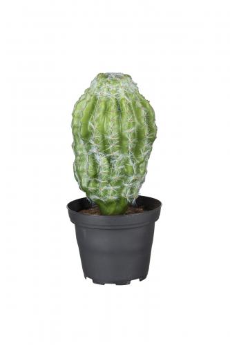 Kaktus - Grön - 18 cm - www.frokenfraken.se