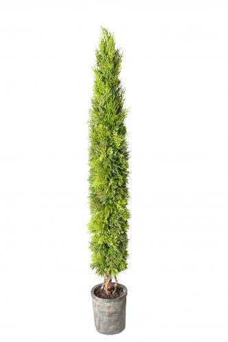 Cypress - Grn - 80 cm - www.frokenfraken.se