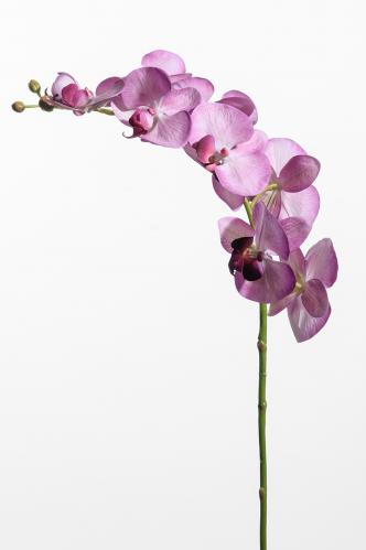 Phalaenopsis - Lila - 75 cm - www.frokenfraken.se
