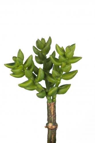 Succulent - Grön - 10 cm - www.frokenfraken.se