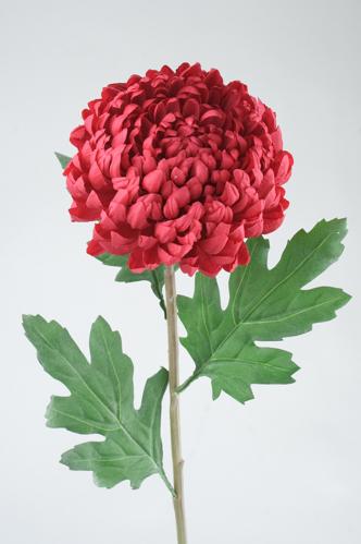 Chrysanthemum - Rosa - 75 cm - www.frokenfraken.se