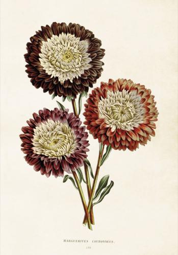 Poster - Vintage - Chrysanthemum - 35 x 50 cm - www.frokenfraken.se