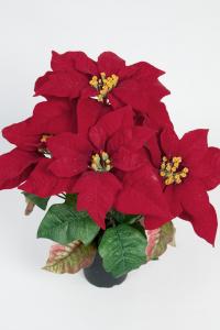 Julstjärna - Mörkröd Stor - 40 cm - www.frokenfraken.se