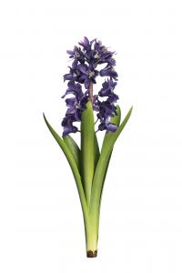 Hyacint - Blå - 32 cm - www.frokenfraken.se