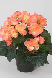 Begonia - Rosa - 28 cm - www.frokenfraken.se