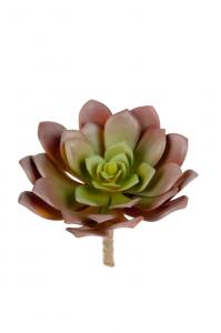 Succulent - Grön - 14 cm - www.frokenfraken.se