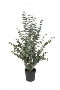 Eucalyptus - - 110 cm - www.frokenfraken.se